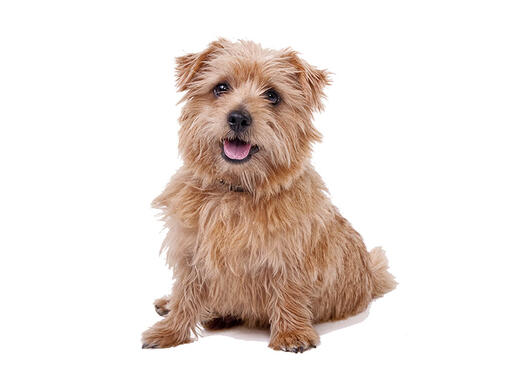 Norfolk terrier for hotsell sale near me